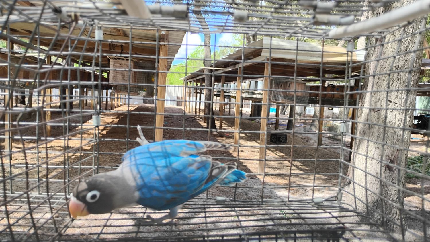 Blue Black Mask Lovebird Male Cage #27