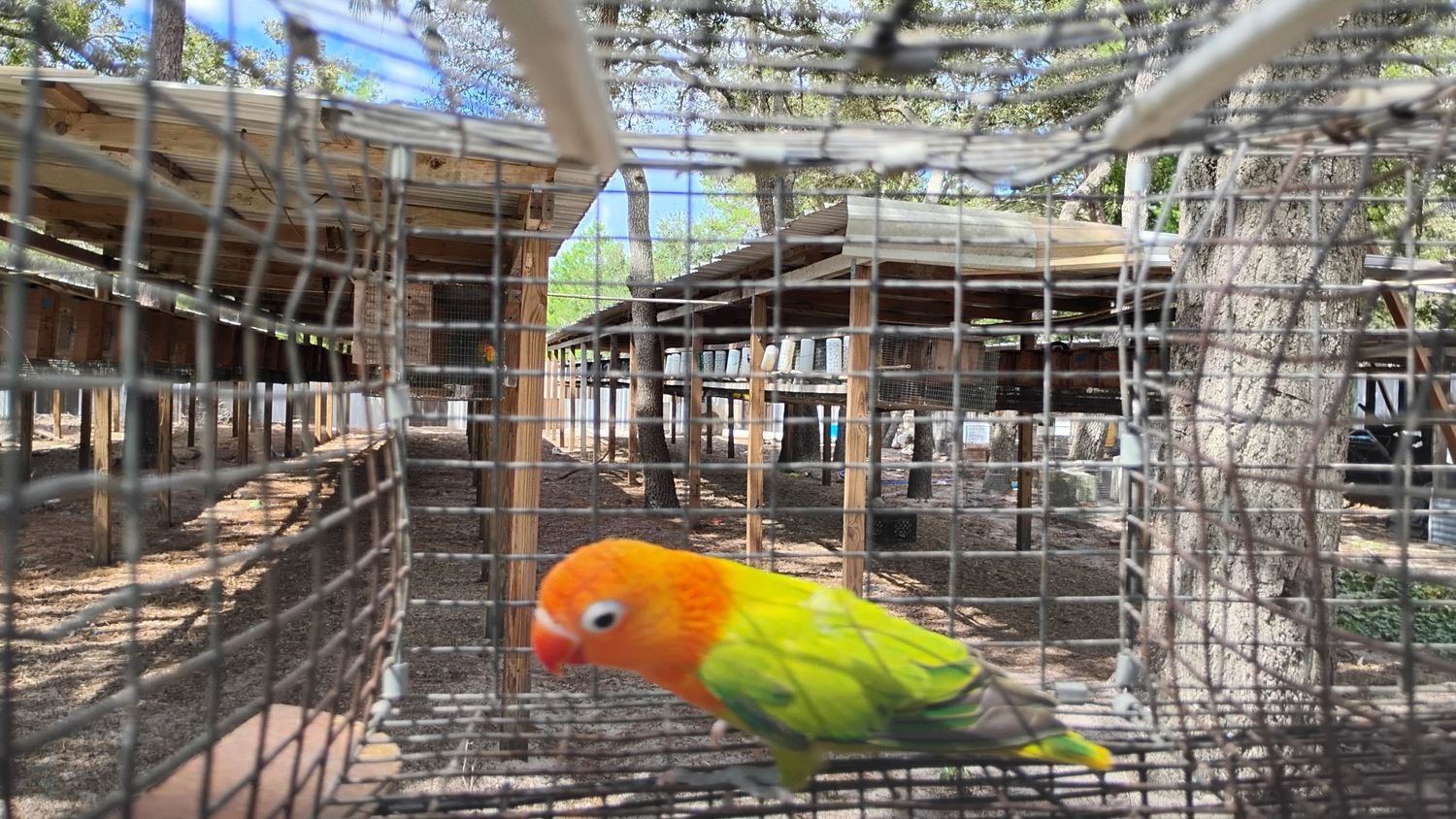 Green Opaline Orange Head Male Lovebird Cage #27