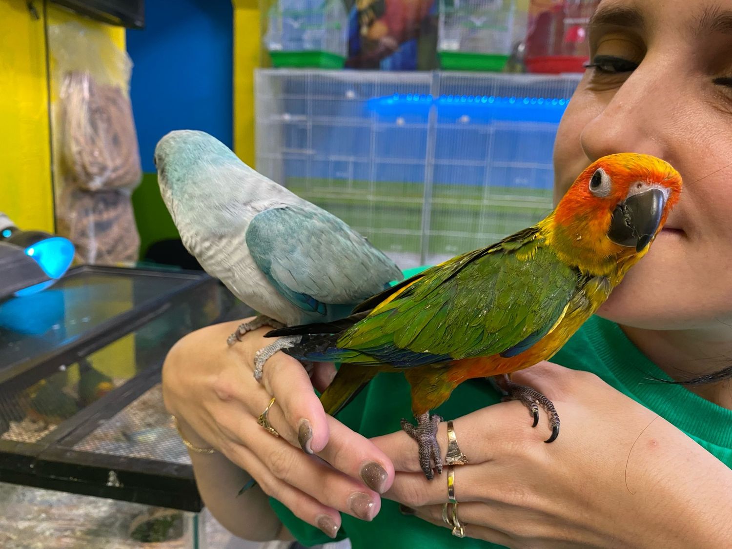 Sun Conure Male baby