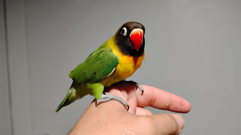 Green Hand Tame Baby Lovebird