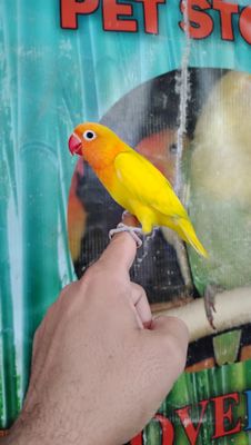 Hand Tame Lovebirds