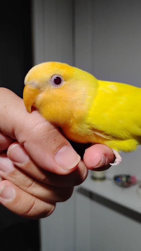 Baby Lutino Orange Face Peachface Lovebird Tame