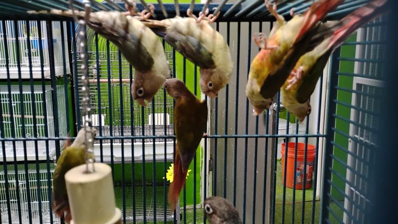 Green Cheek Conure Female