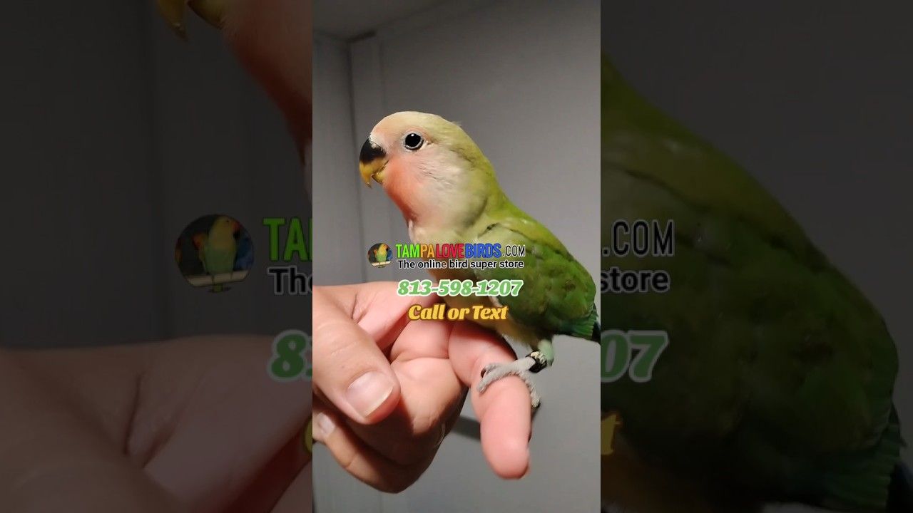 Baby Green Peachface Lovebird Tame