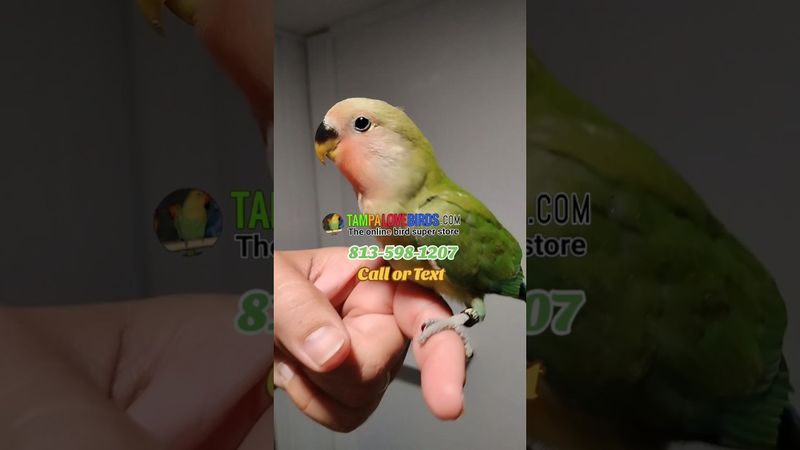 Baby Green Peachface Lovebird Tame