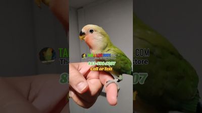 Baby Green Peachface Lovebird Tame Baby Green Peachface Lovebird Tame