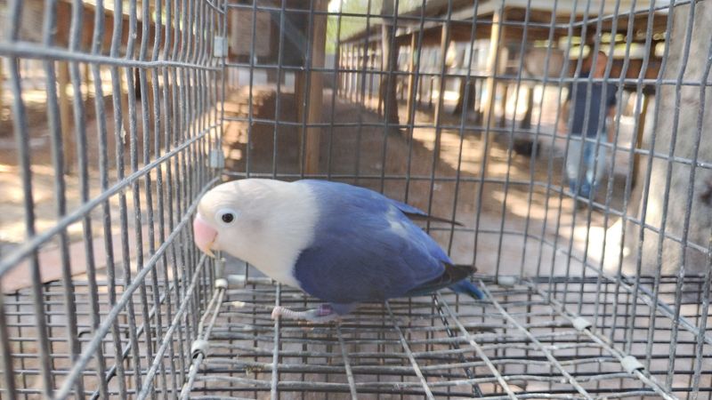 Violet white Head Female ( Proven ) Fisher Lovebird Cage #8 Violet white Head Female ( Proven ) Fisher Lovebird Cage #8