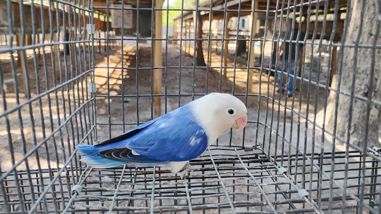 Violet White Head Fisher Lovebird Male Cage #12 