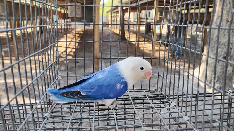 Violet White Head Fisher Lovebird Male Cage #12 Violet White Head Fisher Lovebird Male Cage #12