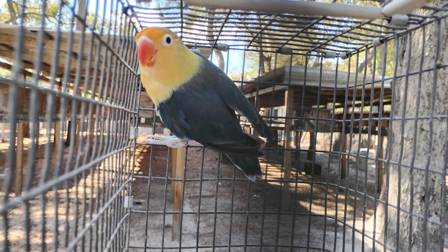 Violet Fisher Female Parblue Lovebird Cage #8