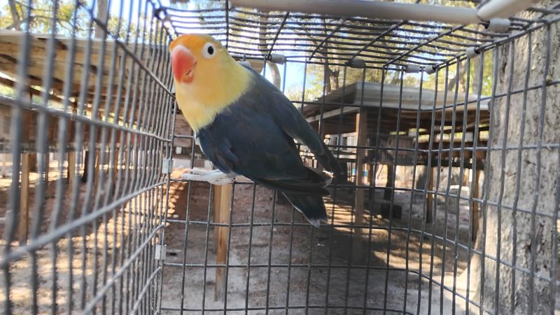 Violet Fisher Female Parblue Lovebird Cage #8