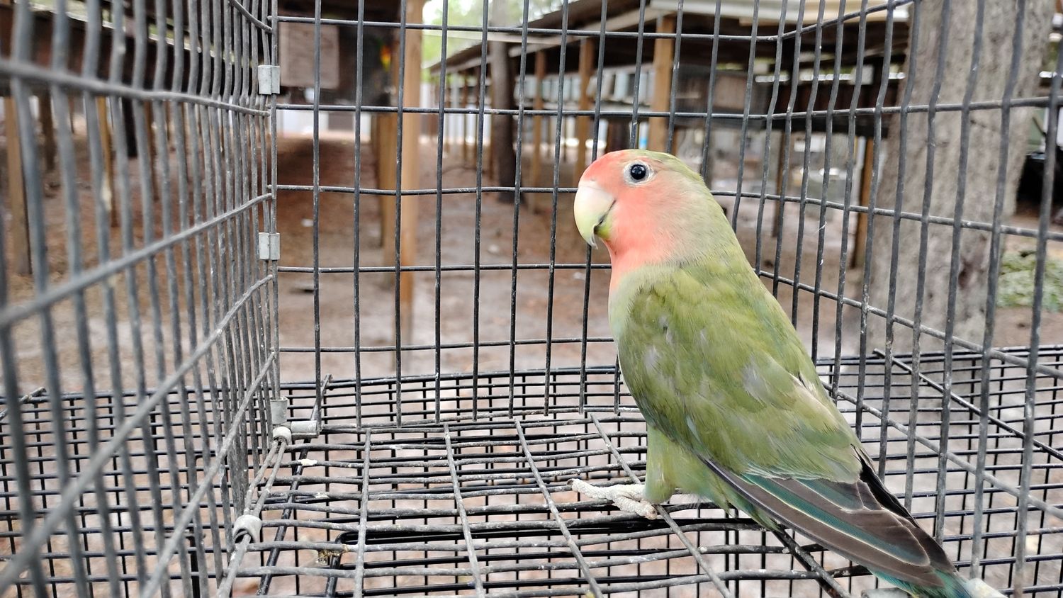 Green Peachface Lovebird Female Cage #27