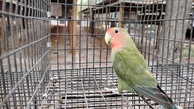 Green Peachface Lovebird Female Cage #27