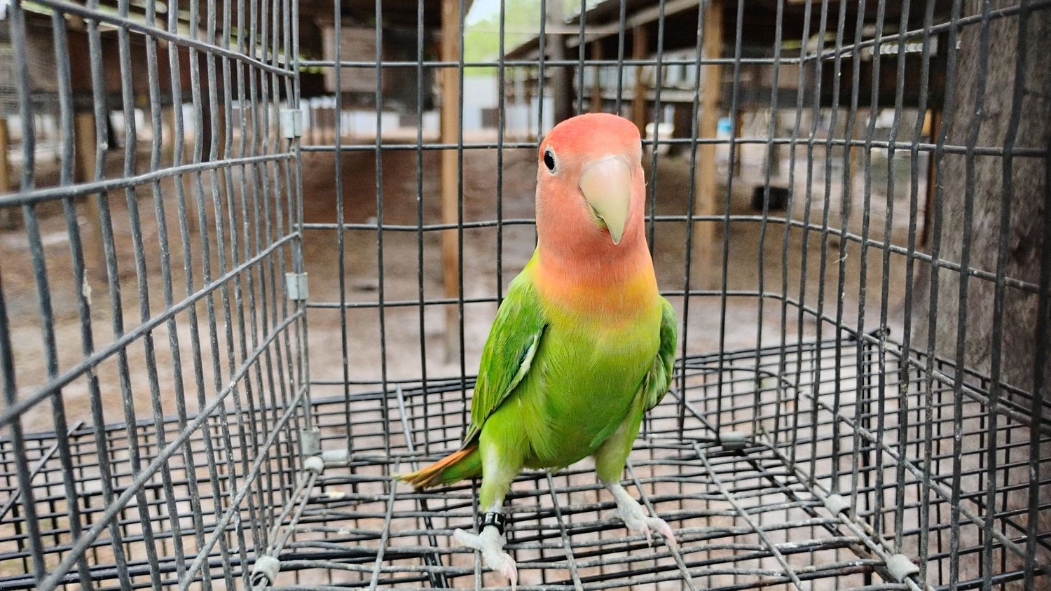 Green Opaline Peach Face Lovebird Male Cage#27