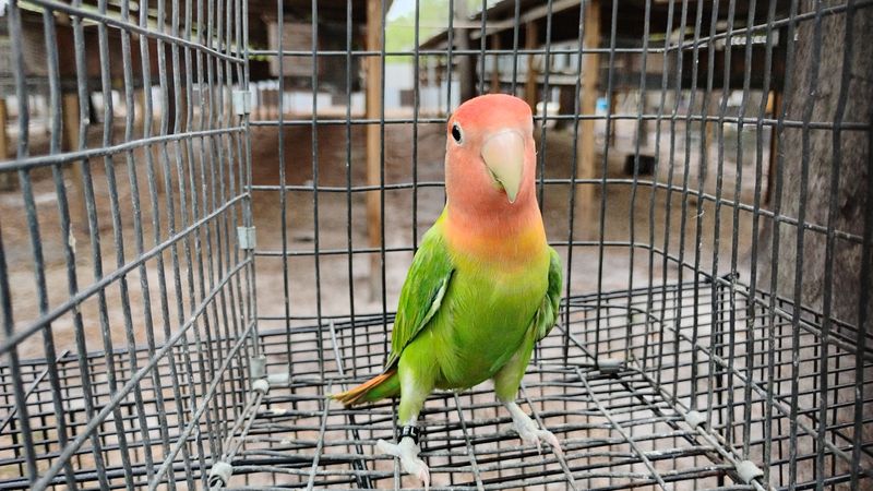 Green Opaline Peach Face Lovebird Male Cage#27