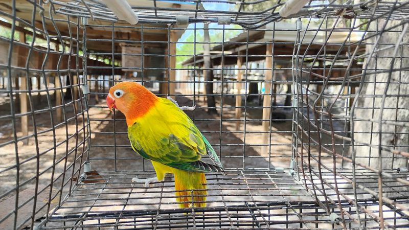 Green Orange Head Euwing Opaline Fisher Lovebird Male Cage #28
