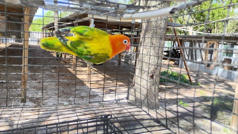 Green Euwing Opaline Lovebird Male Cage# 28