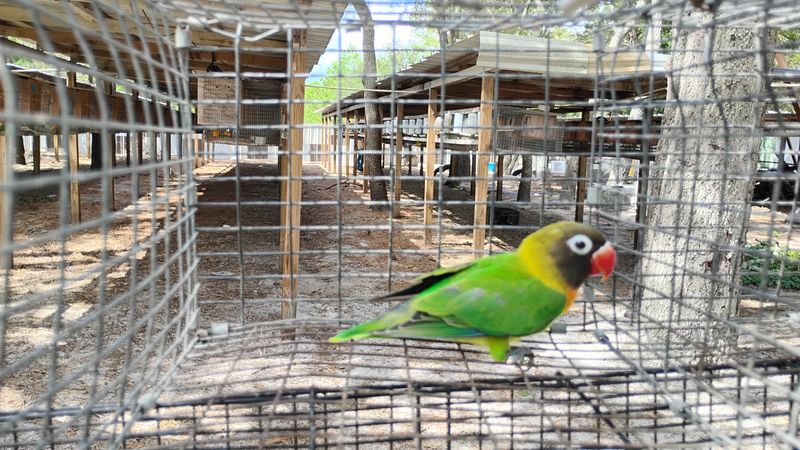 Black Mask Green Female Lovebird Cage#26