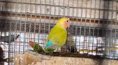 Pastel Green Yellow Female Peachface Lovebird ( In Flight Cage #5 )