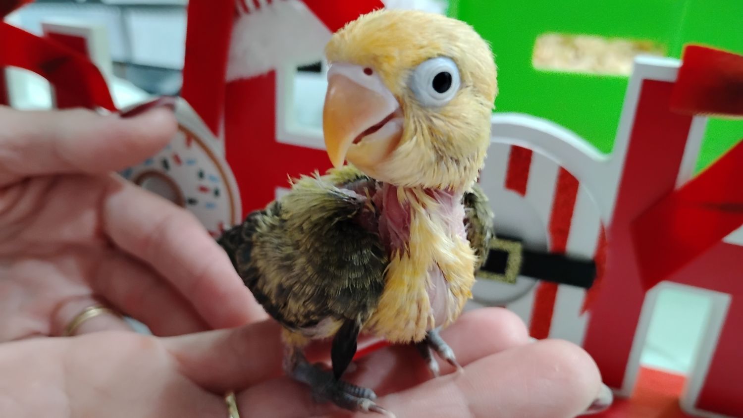 Baby Yellow head Opaline Fisher Lovebird Handfed