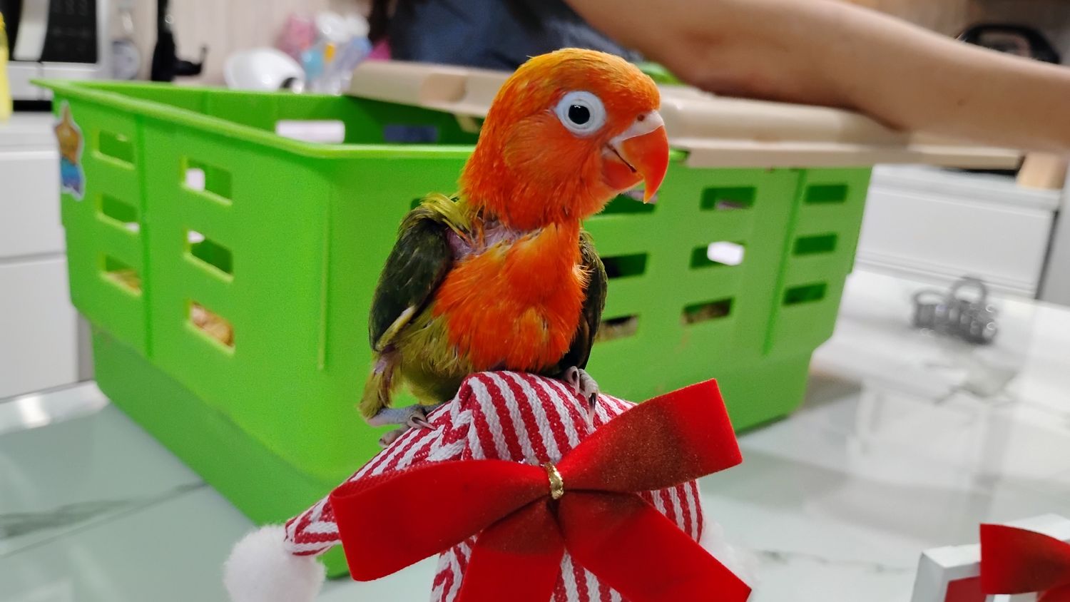 Red Head Opaline Fisher Lovebird ( Handfed )