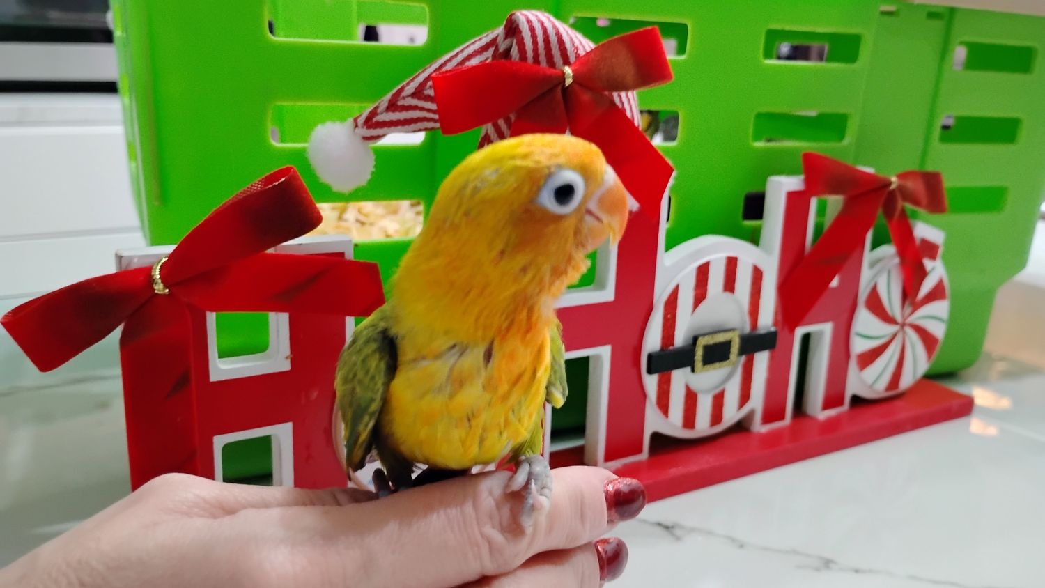Baby Orange Head Pied Fisher Lovebird ( Handfed )