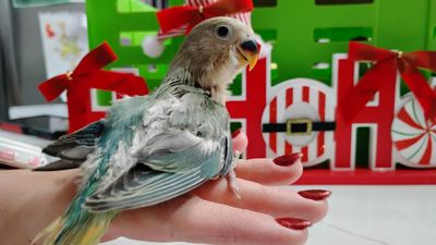 Baby Opaline Peachface Lovebird Handfed
