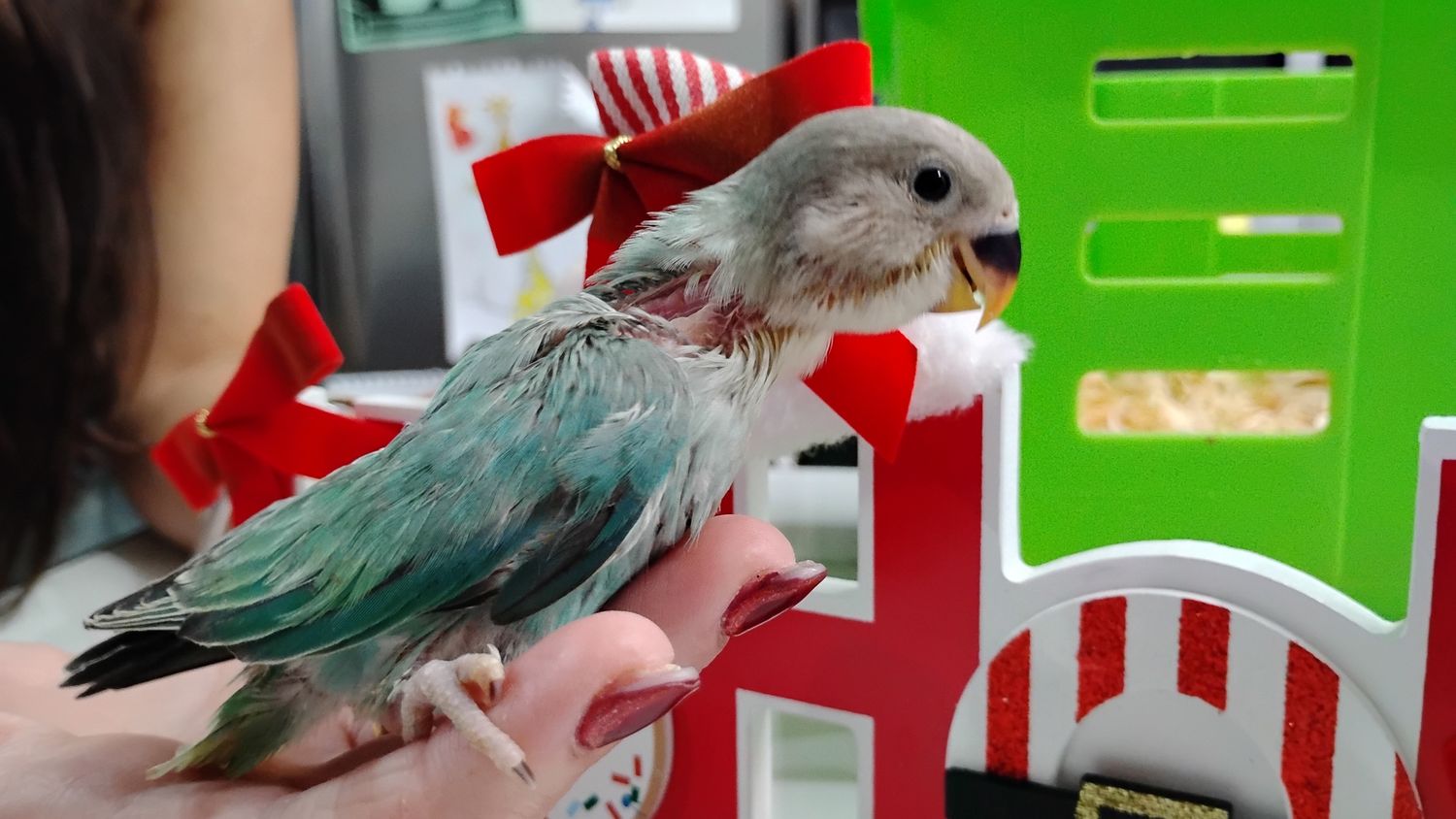 Baby Green Opaline Peachface Lovebird Handfed