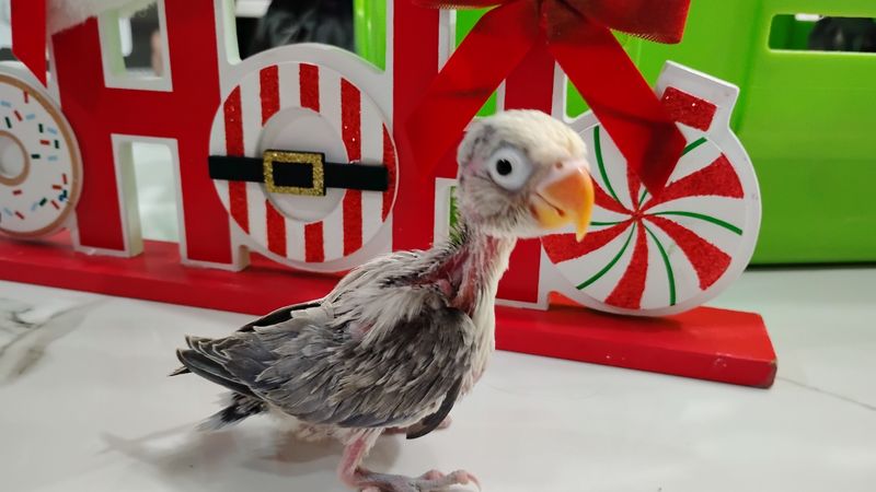 Baby Opaline Gray Fisher Lovebird Handfed 