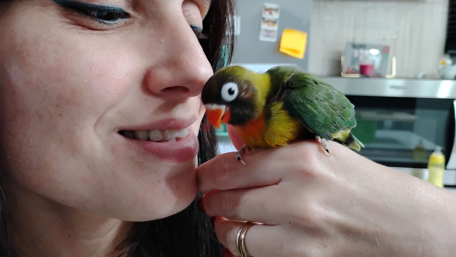 Baby Green Black Mask Lovebird Handfed