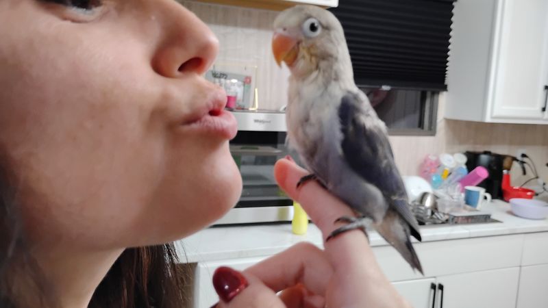 Violet blue Fisher Lovebird Handfed