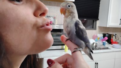 Violet blue Fisher Lovebird Handfed