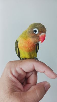 Baby Peach Face Tame Lovebird