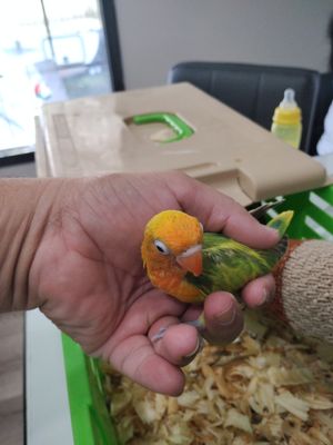 10 Handfed Birds 6 Lovebirds 4 Quaker Parrots including shipping