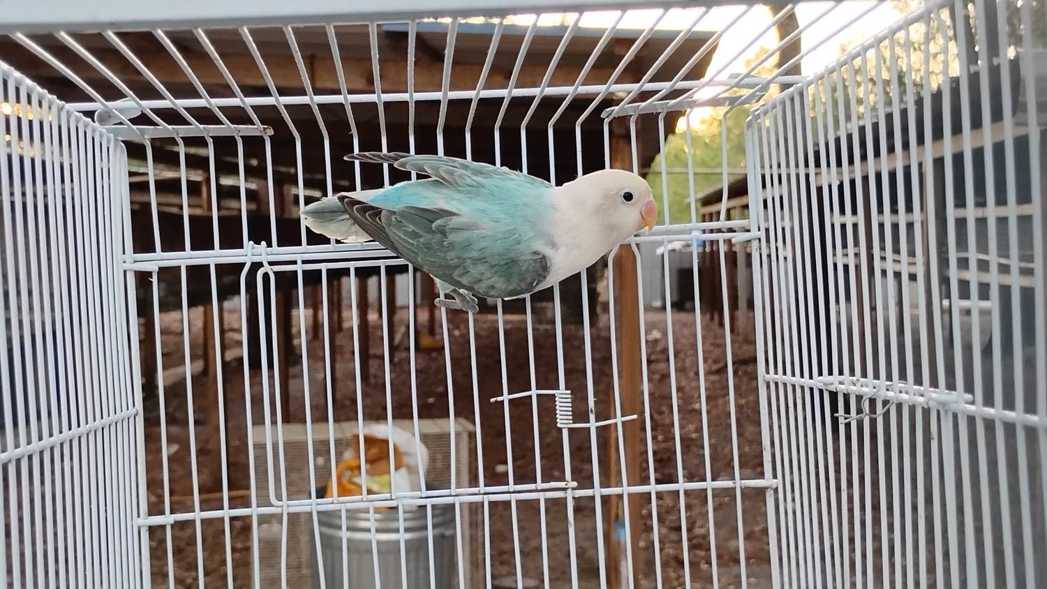 White Head Aqua blue Opaline Female Lovebird Cage# 15