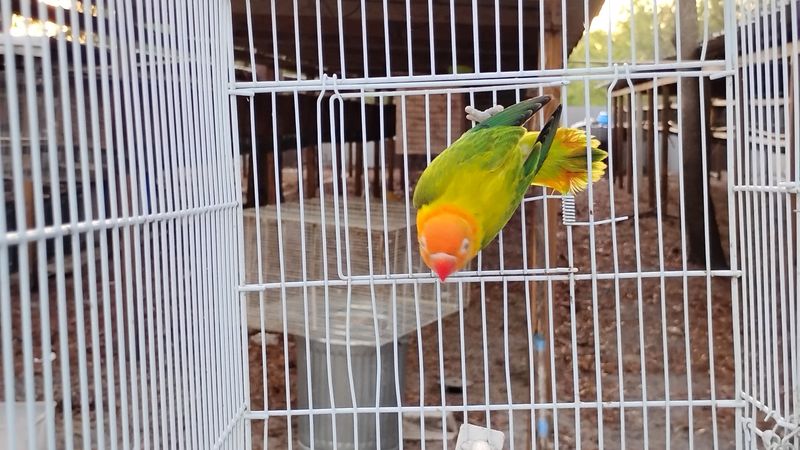 Orange Head Euwing Opaline Male Lovebird Cage #15 Orange Head Euwing Opaline Male Lovebird Cage #15
