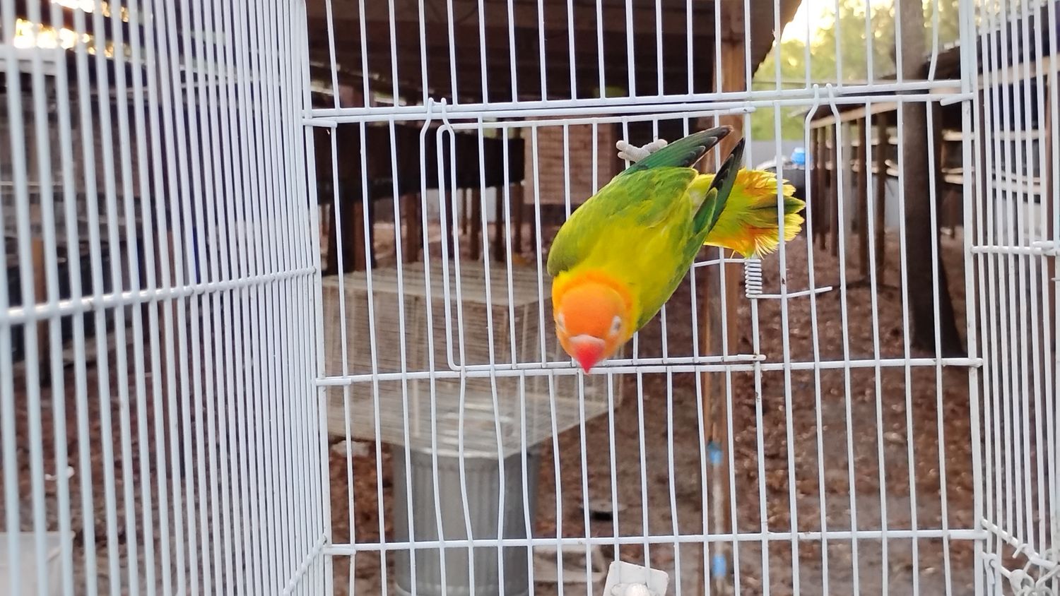 Orange Head Euwing Opaline Male Lovebird Cage #15
