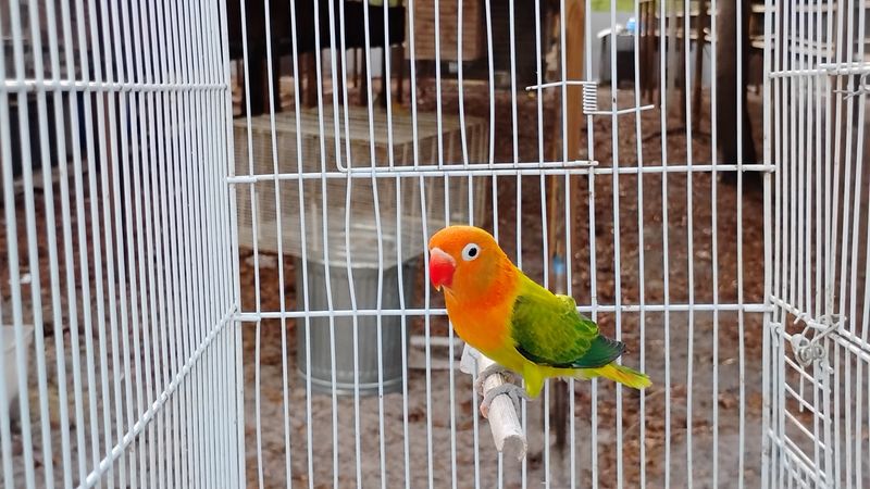 Orange Head Euwing Opaline Male Lovebird Orange Head Euwing Opaline Male Lovebird
