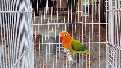 Orange Head Euwing Opaline Male Lovebird