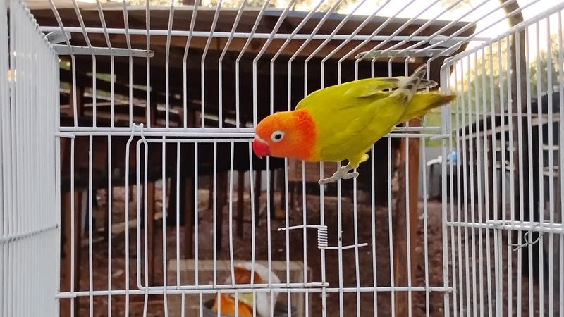 Pied Orange Head Opaline Fisher Lovebird Male Cage #16 Pied Orange Head Opaline Fisher Lovebird Male Cage #16
