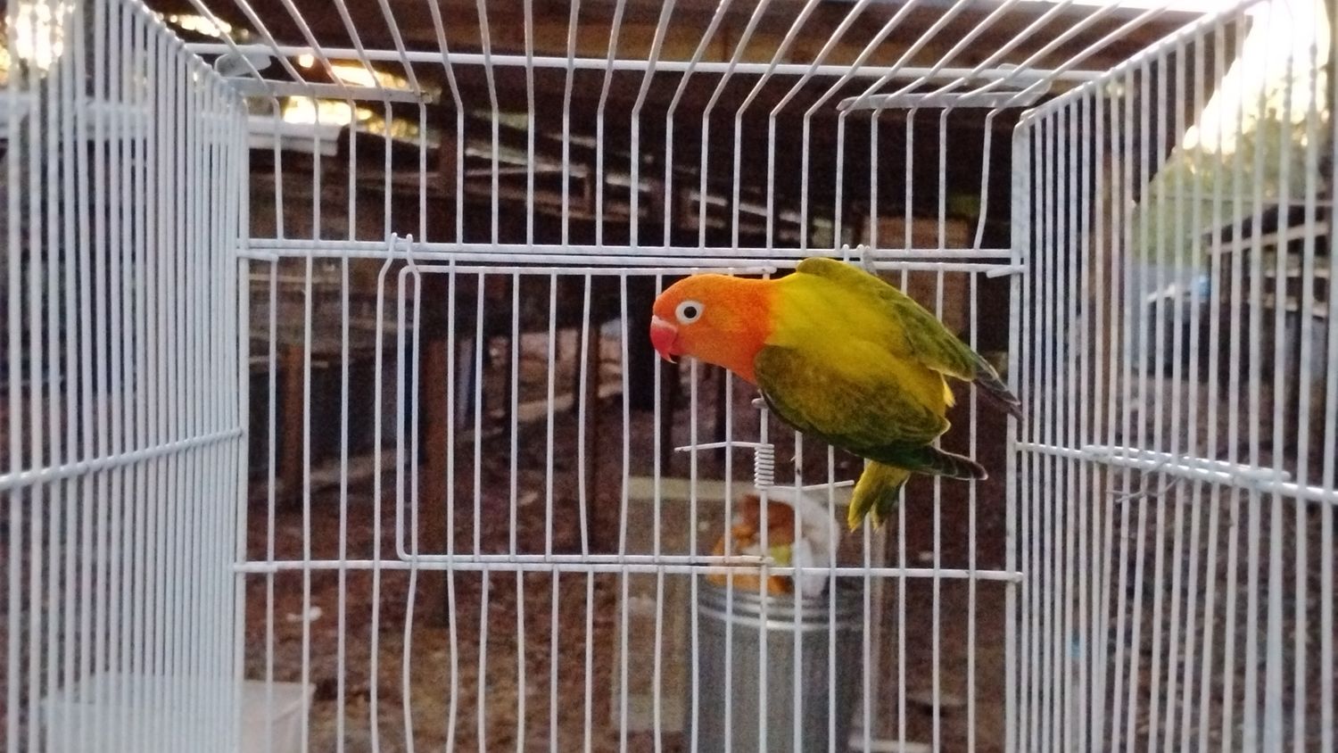 Orange Head Green Opaline Female Lovebird Cage #8