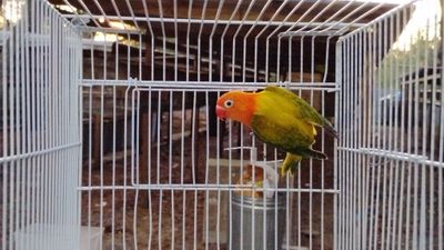 Orange Head Green Opaline Female Lovebird Cage #8