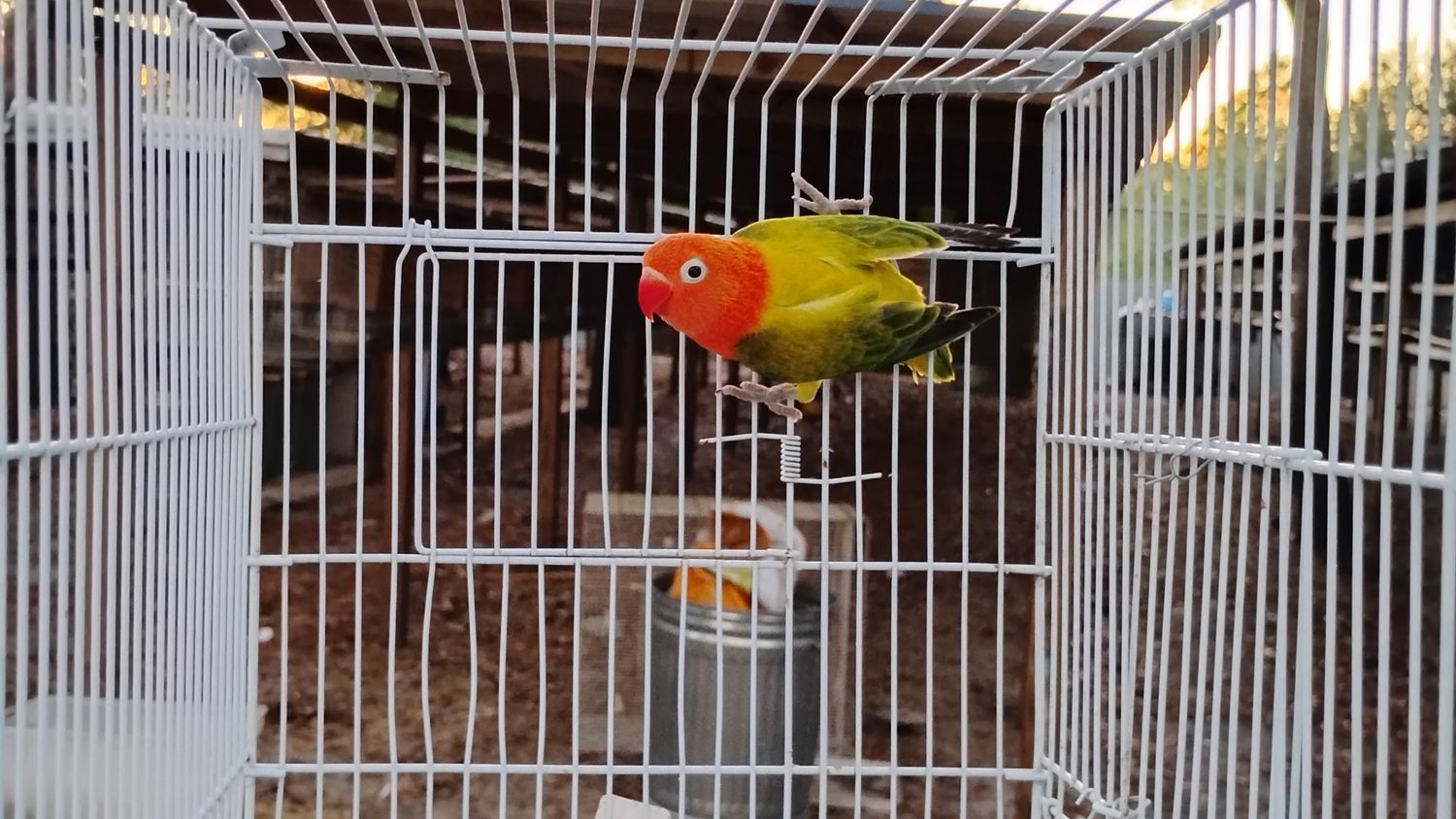 Orange Head Euwing Opaline Female Lovebird Cage #20