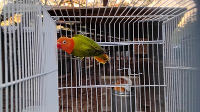Green Opaline Orange Head Male Lovebird Cage #20 and Yellow Face Opaline Green