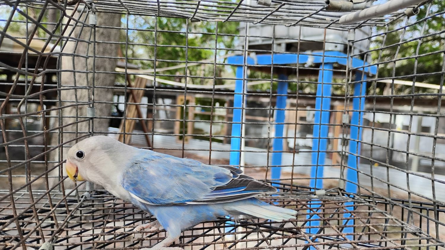 Blue Opaline Peachface Lovebird Female Cage #34