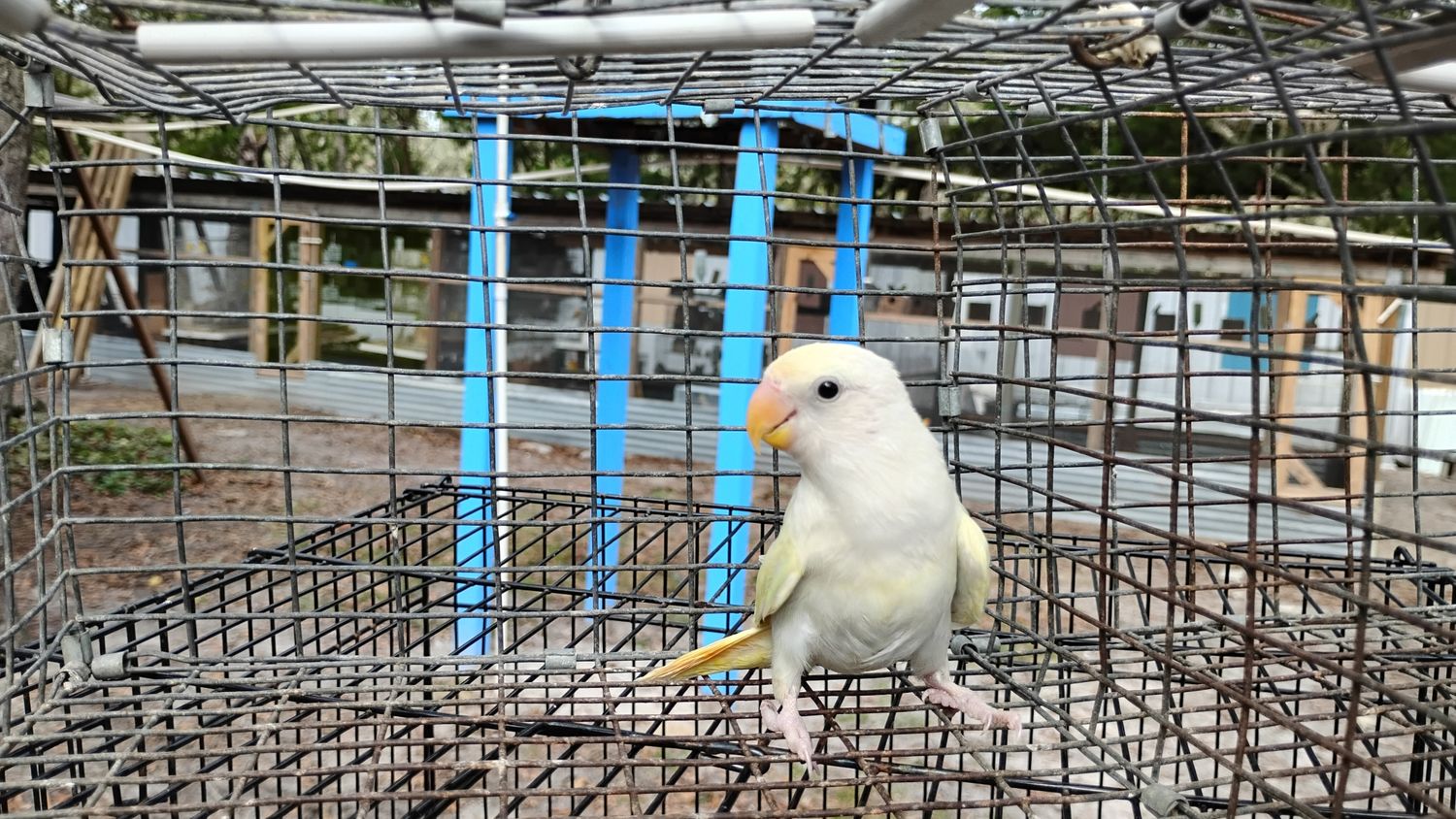 EXTREMELY RARE Opaline Peachface Lovebird male Cage #21