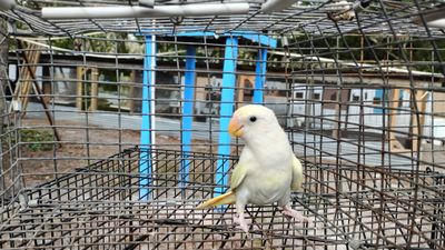 EXTREMELY RARE Opaline Peachface Lovebird male Cage #21