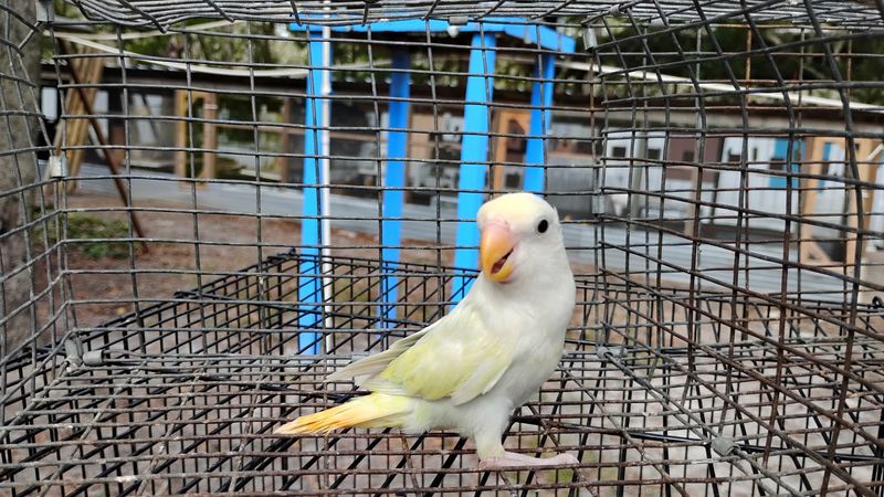 Opaline Peachface Lovebird male