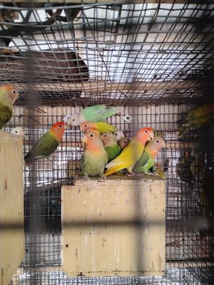 10 Lovebirds Total - 5 Fishers & 5 Peachface mix colors 10 Lovebirds Total - 5 Fishers & 5 Peachface mix colors