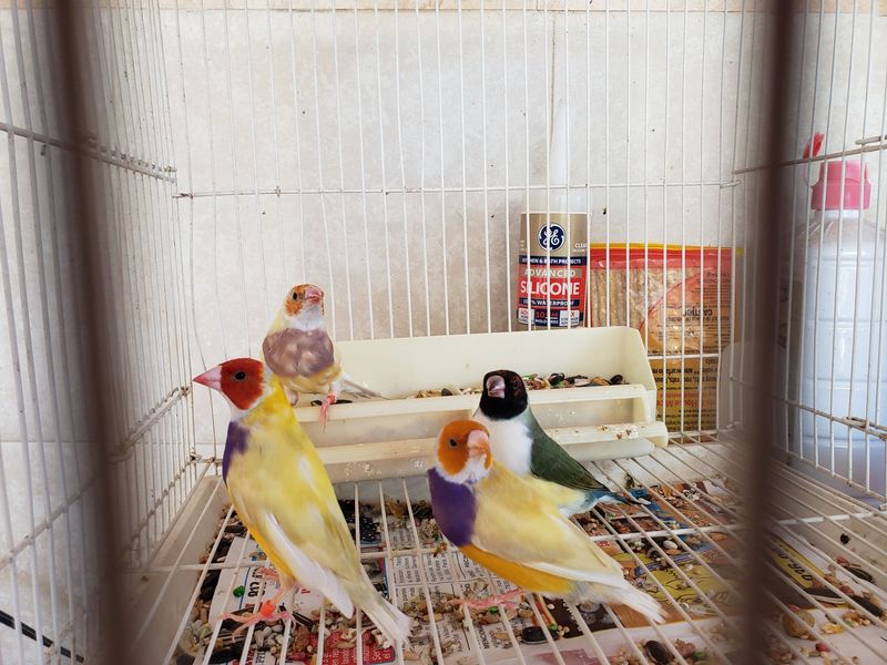 10 lady Gouldians mix colors Whosale